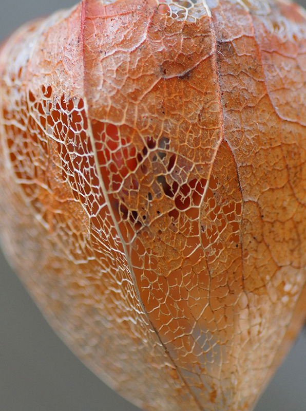 19_8_orange_Dreieichen_2_Web