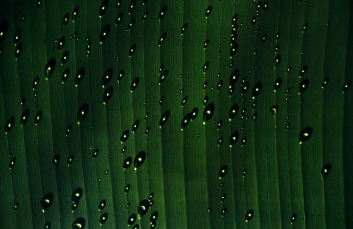 Costa Rica 1994 31