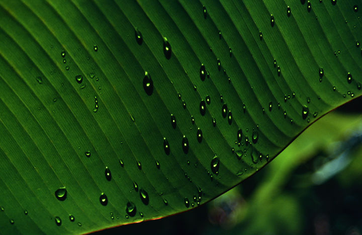 Costa Rica 1994 32