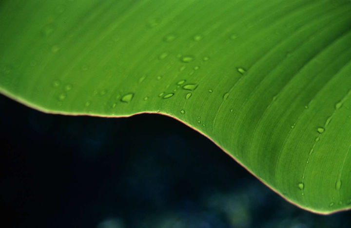 Costa Rica 1994 35