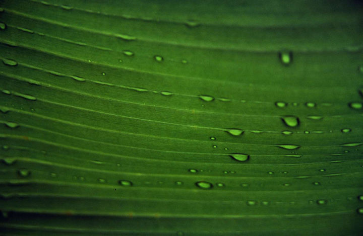 Costa Rica 1994 36