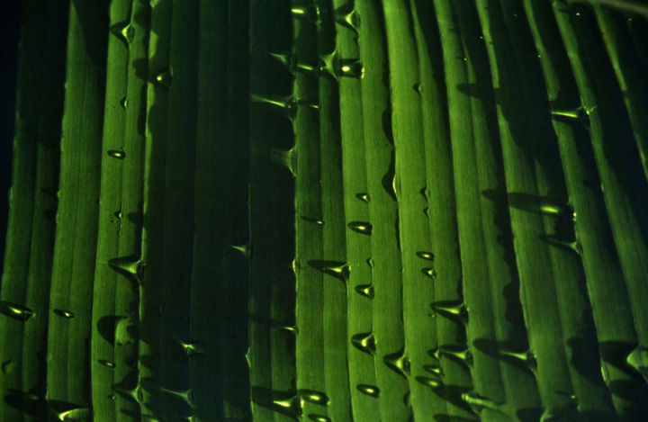Costa Rica 1994 38