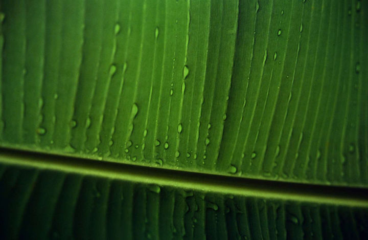 Costa Rica 1994 39