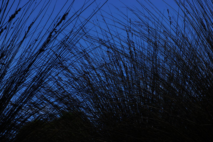 Kirstenbosch 2019 2