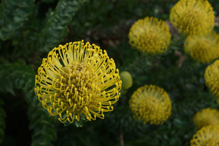 Kirstenbosch-2019-4