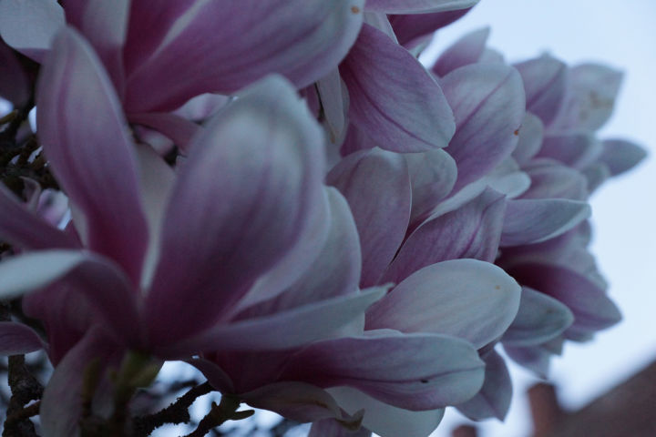 Magnolie-2018-3