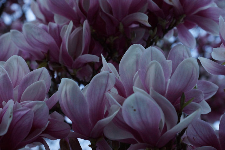 Magnolie-2018-5
